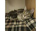 Adopt Zoey Bean a Domestic Short Hair