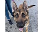 Adopt Rose - Foster or Adopt Me! a German Shepherd Dog