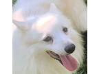 Adopt Posey a American Eskimo Dog