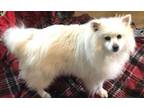 Adopt Luna a American Eskimo Dog