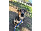 Adopt Willow a Australian Cattle Dog / Blue Heeler