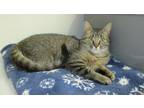 Adopt Claire a Domestic Short Hair