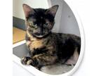 Adopt Glinda a Domestic Short Hair