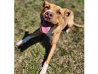 Adopt Darcie a Pit Bull Terrier