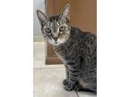 Adopt Heartthrob a Domestic Short Hair