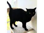 Adopt Elvira a Domestic Short Hair