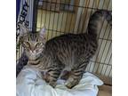 Adopt Diamond Ball a Domestic Short Hair