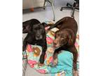 Adopt Rosie a Black Labrador Retriever
