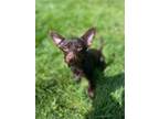 Adopt Aviva a Yorkshire Terrier, Miniature Poodle