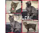 Adopt Jolene a Domestic Short Hair