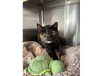 Adopt Tiana a Domestic Short Hair