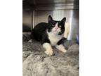 Adopt River Belle a Domestic Medium Hair