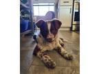 Adopt Meishan a Australian Cattle Dog / Blue Heeler