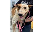 Adopt Sadie a Australian Cattle Dog / Blue Heeler