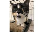 Adopt Cara a Domestic Short Hair