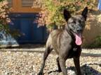 Adopt Mona a Akita, German Shepherd Dog