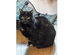 Adopt PUMPKIN a Domestic Short Hair