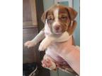 Adopt Joy Mistletoe a Boston Terrier