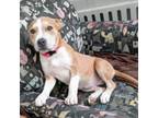 Adopt Daisy a American Staffordshire Terrier, Shepherd
