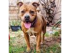 Adopt Ruby a American Staffordshire Terrier