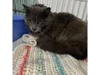 Adopt Grace a Domestic Long Hair