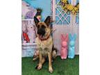 Adopt Lizzie a German Shepherd Dog