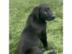Adopt Mississippi a Black Labrador Retriever, Great Dane