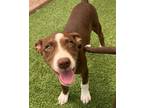 Adopt Tilly a American Staffordshire Terrier, Pointer