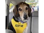 Adopt Charlotte a Beagle, Coonhound