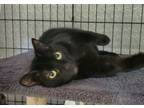 Adopt Genesis a Domestic Short Hair