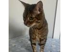 Adopt Uno a Domestic Short Hair