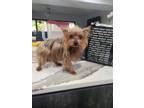 Adopt Havana a Yorkshire Terrier