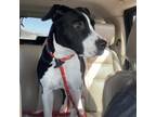 Adopt Pepper a American Staffordshire Terrier