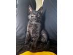 Adopt Onyx a Domestic Short Hair