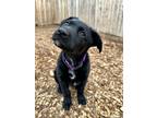 Adopt Kopper a Mixed Breed