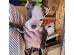 Adopt Dawn a American Staffordshire Terrier