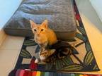 Adopt Galleon & Doubloon a Domestic Short Hair