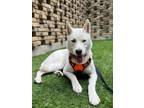 Adopt 23-126 Ava a Siberian Husky, Husky