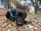 Adopt Alice Faith a Pit Bull Terrier, Labrador Retriever