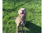 Adopt Hannah a Labrador Retriever