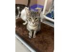 Adopt Willow a Domestic Short Hair