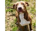 Adopt Dairy a American Staffordshire Terrier