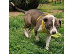 Adopt Lola Mae a Pit Bull Terrier