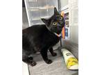 Adopt Yuki a Domestic Short Hair