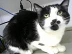 Adopt OREO a Domestic Short Hair