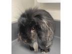 Adopt Liquorice * Bonded With Skunk * a Lionhead, Lop Eared
