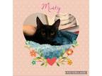 Adopt Misty a Domestic Short Hair