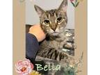 Adopt Bella a Domestic Short Hair