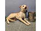 Adopt Bonita (Repunzel) a Shepherd