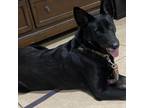 Adopt La Morena a German Shepherd Dog